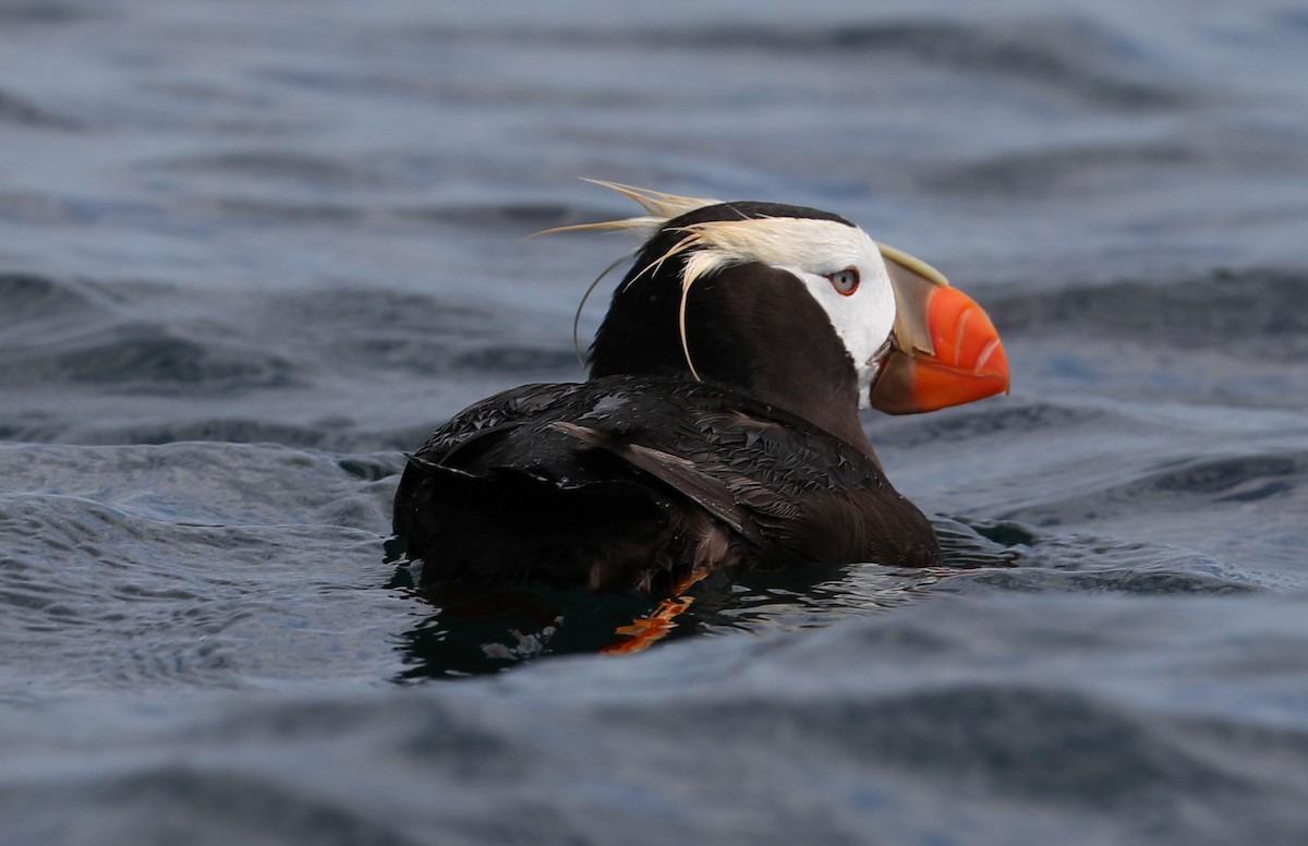 Tufted Puffin - ML175917321