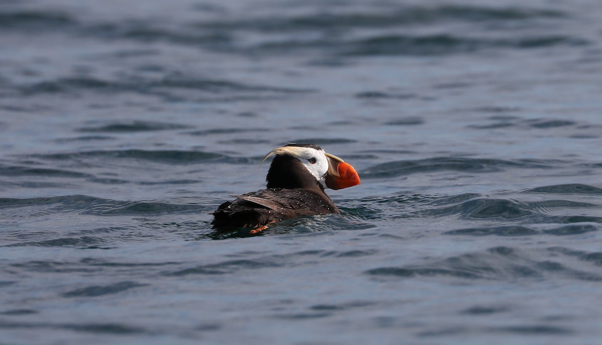 Tufted Puffin - ML175917331