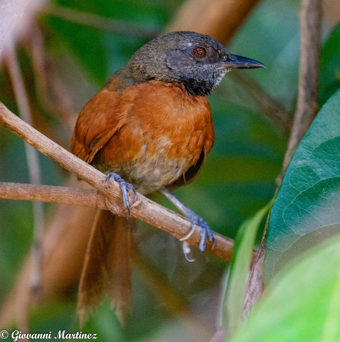Rufous-breasted Spinetail - ML175918511