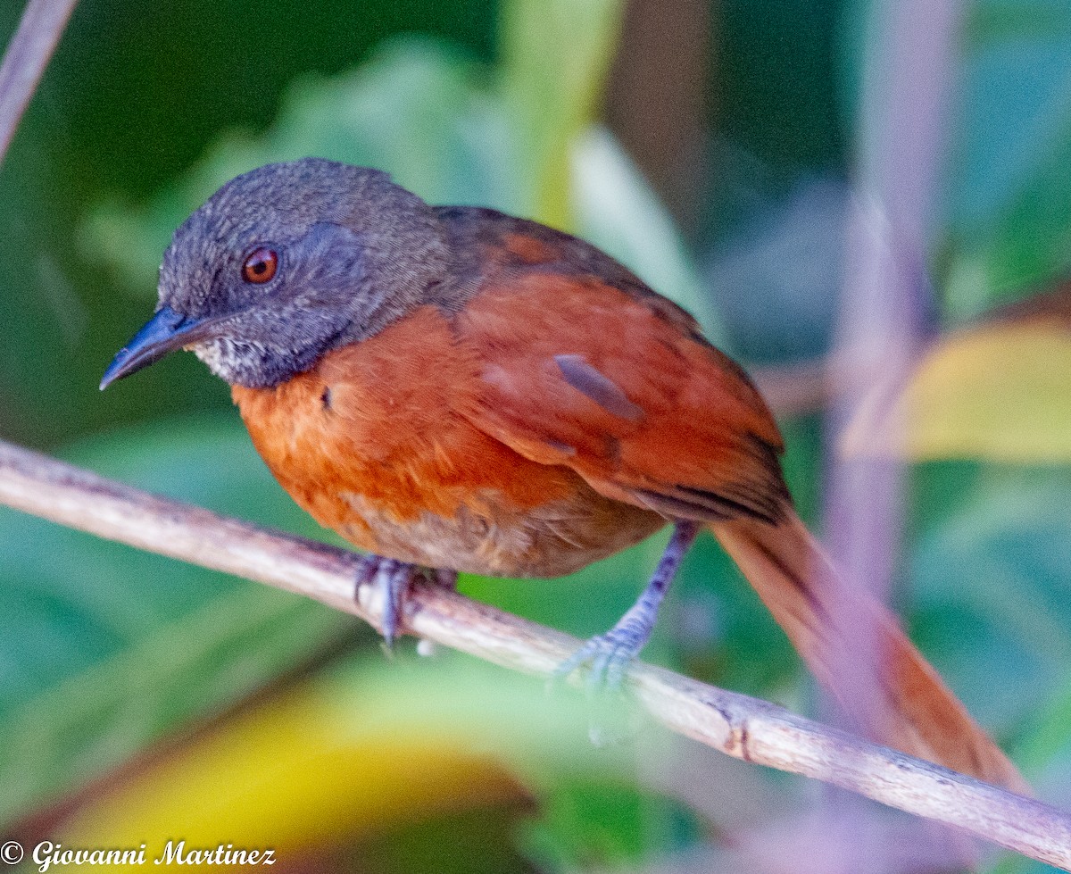 Rufous-breasted Spinetail - ML175918531