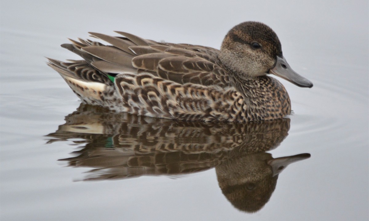 Green-winged Teal - ML175919781
