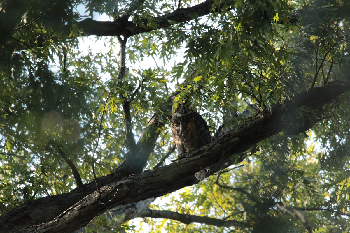Great Horned Owl - ML175920021