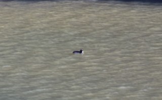 Tufted Duck, ML175920221
