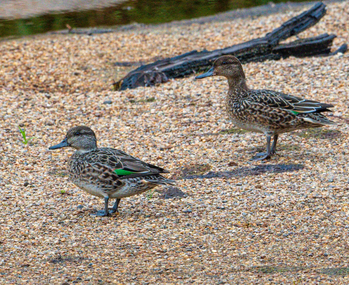 Green-winged Teal - ML175921311