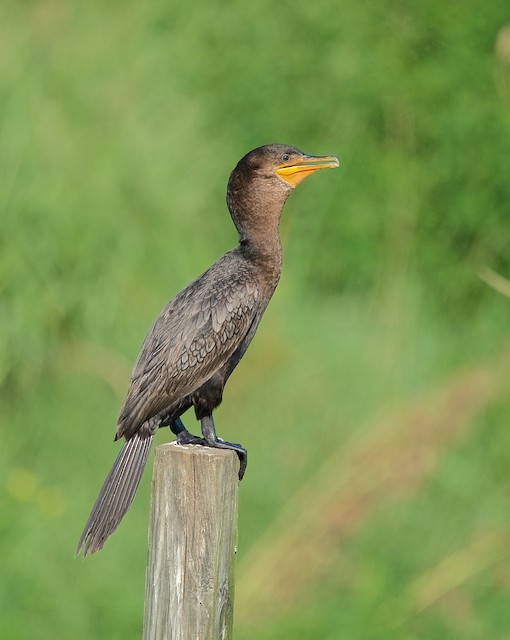 double crested cormorant juvenile