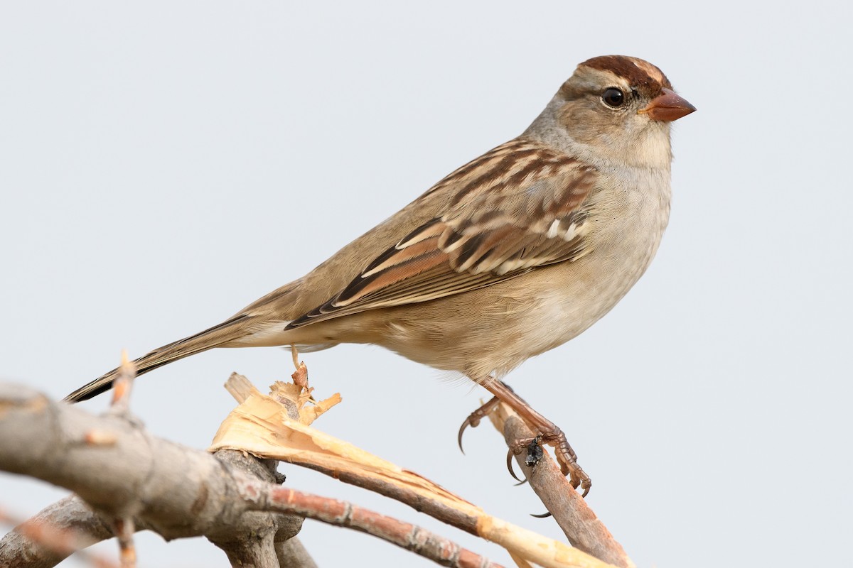 White-crowned Sparrow - ML175930011