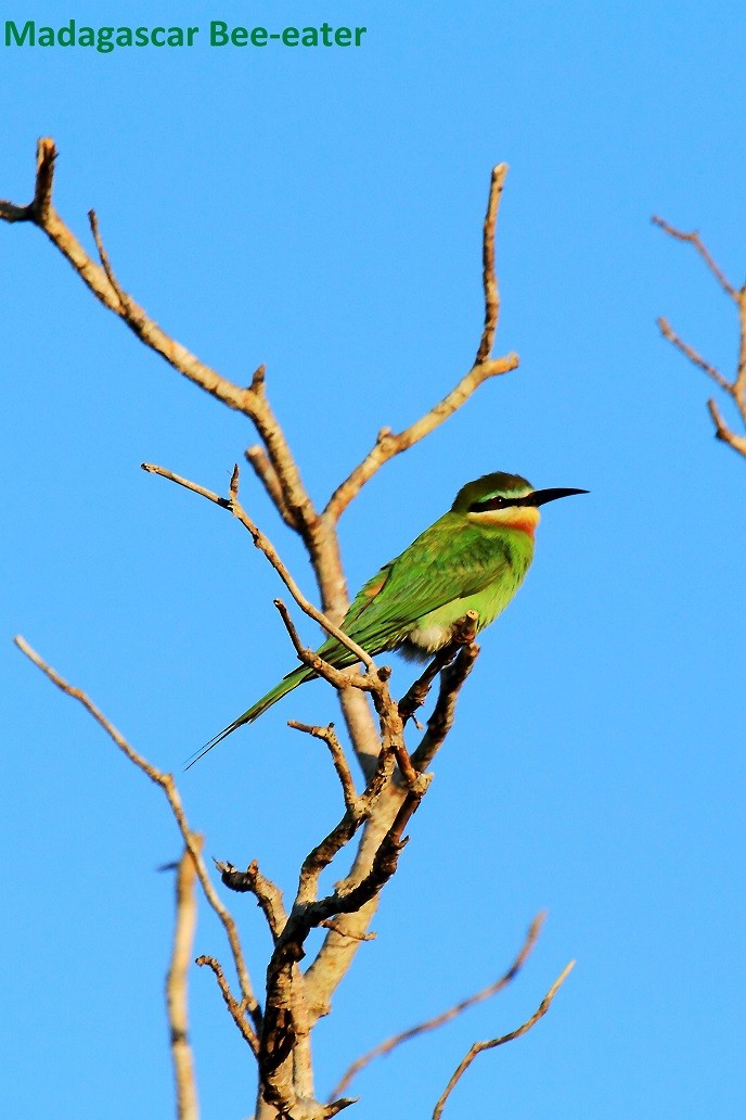 Madagascar Bee-eater - ML175931621