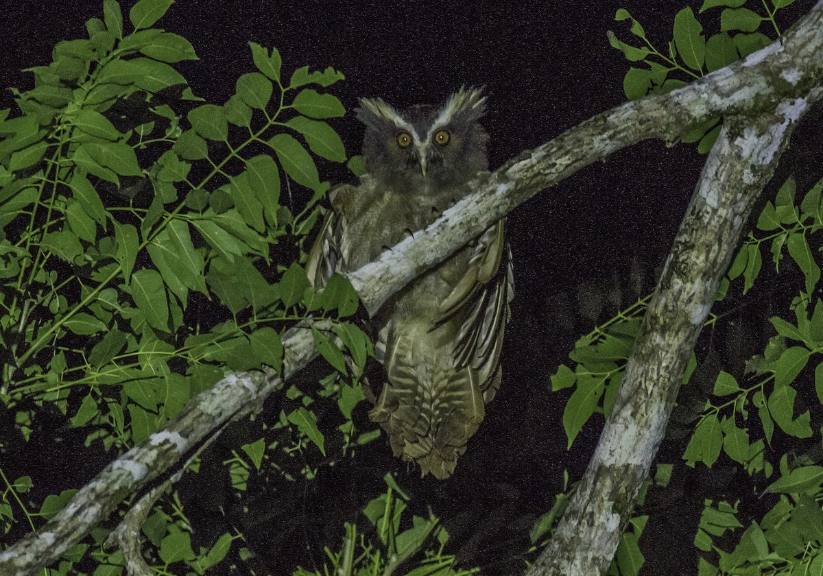 Crested Owl - ML175936191