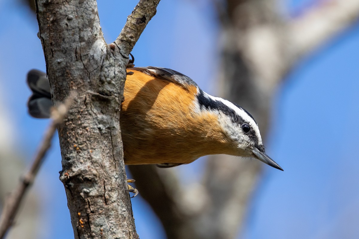 Red-breasted Nuthatch - ML175939041