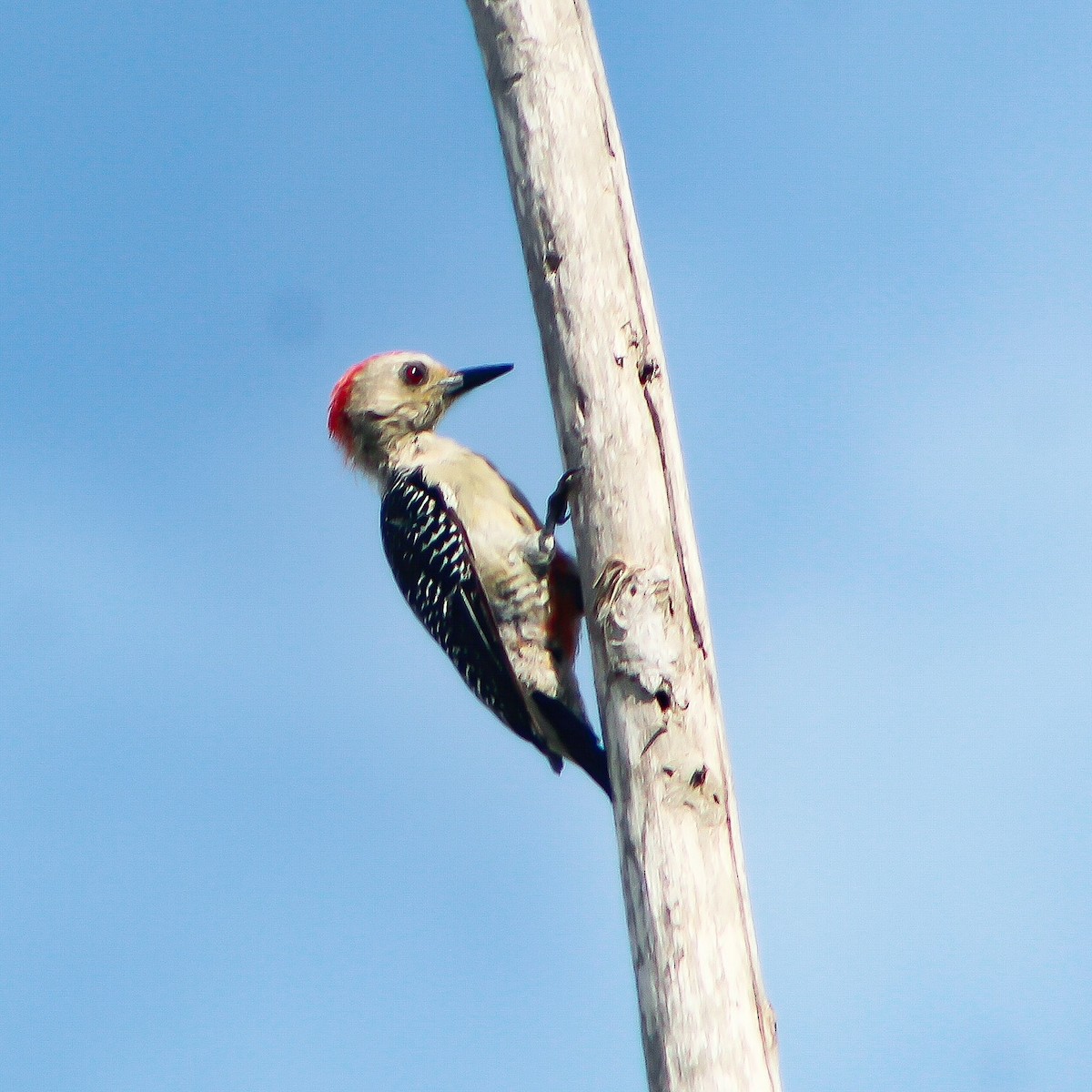 Yucatan Woodpecker - Maye Guifarro