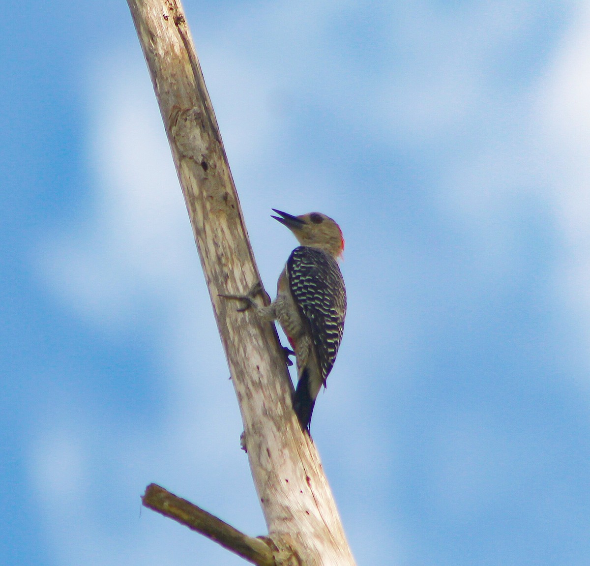 Yucatan Woodpecker - ML175939211