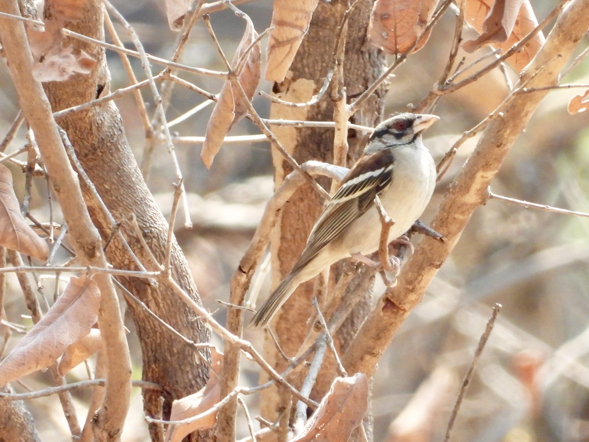 Chestnut-backed Sparrow-Weaver - ML175939701