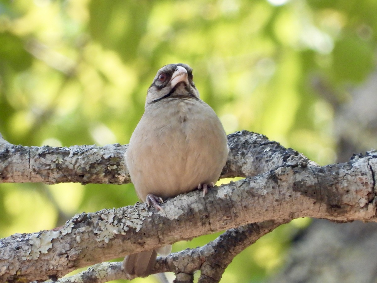 Chestnut-backed Sparrow-Weaver - ML175939761