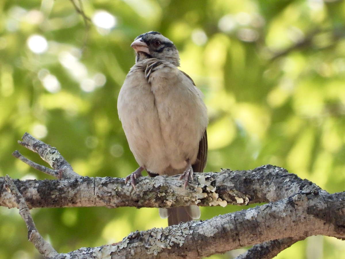 Chestnut-backed Sparrow-Weaver - GARY DOUGLAS