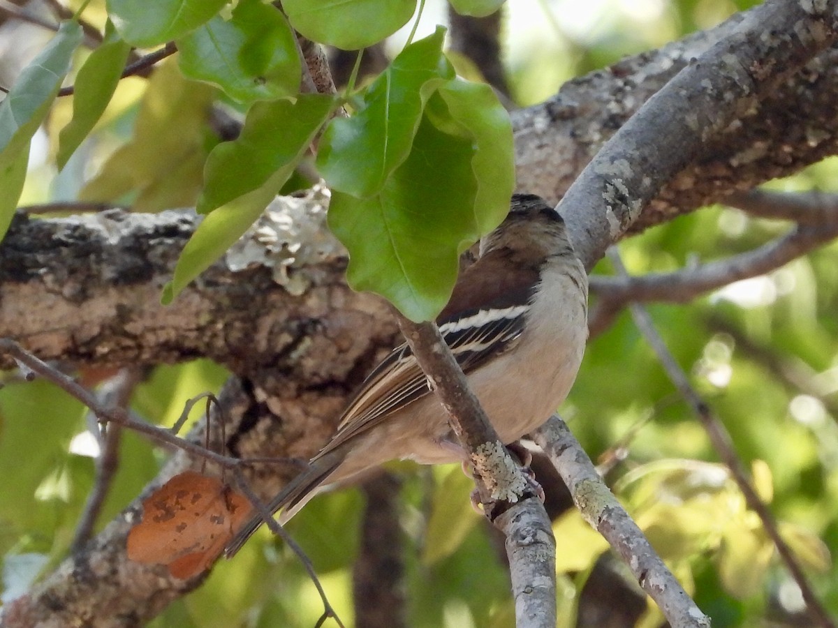 Chestnut-backed Sparrow-Weaver - GARY DOUGLAS