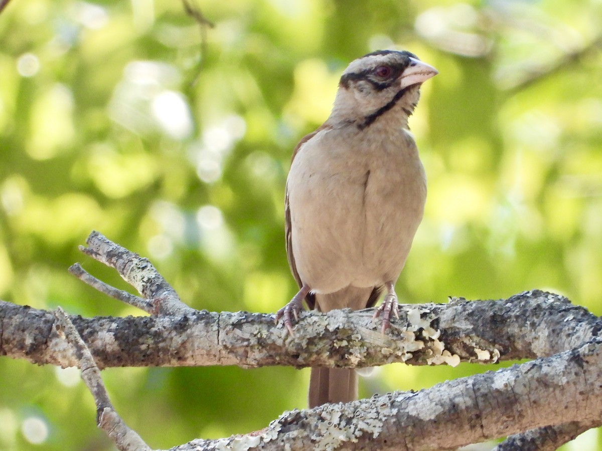 Chestnut-backed Sparrow-Weaver - ML175939851