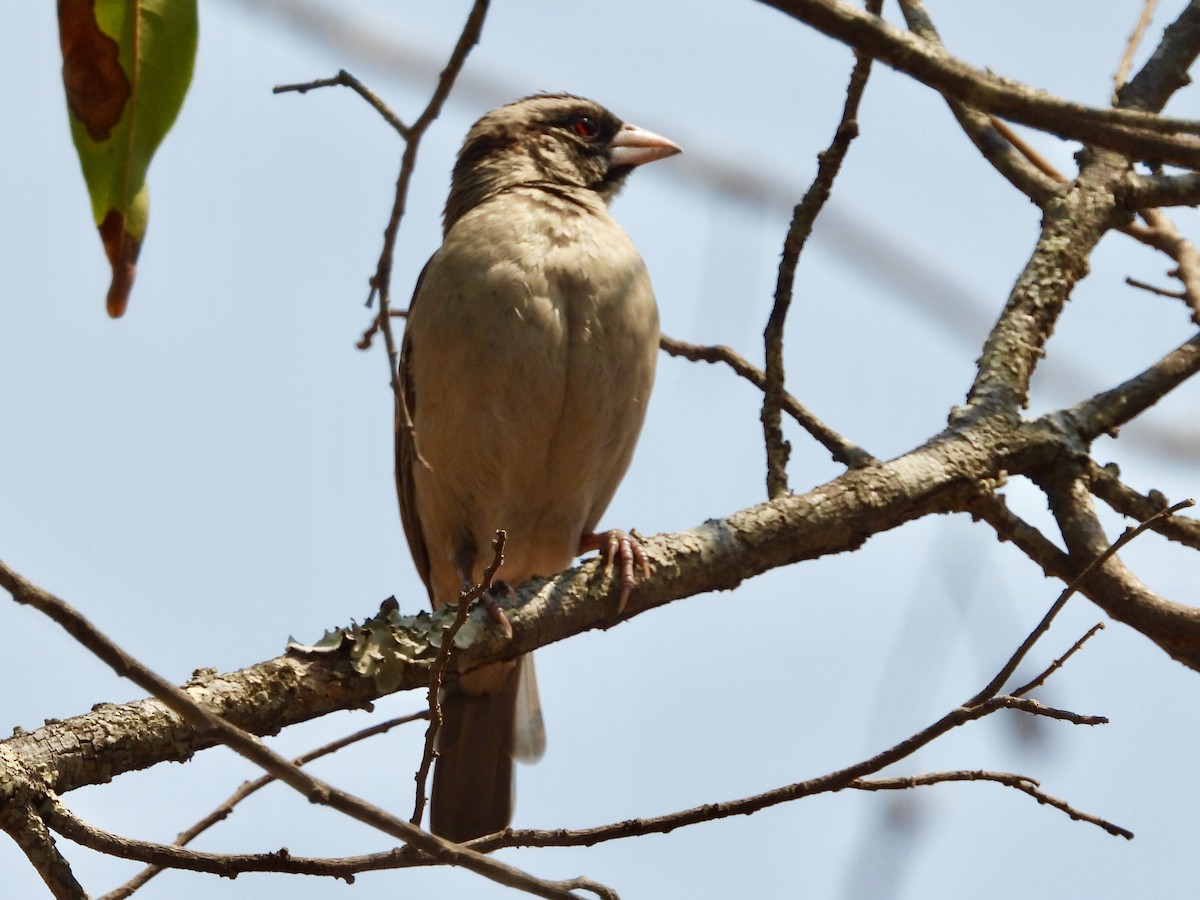 Chestnut-backed Sparrow-Weaver - ML175939891