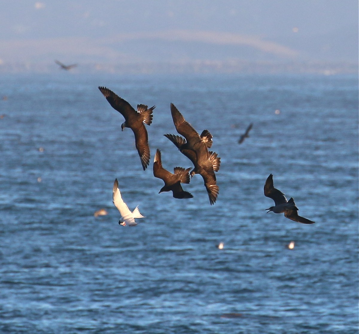 Parasitic Jaeger - Pair of Wing-Nuts