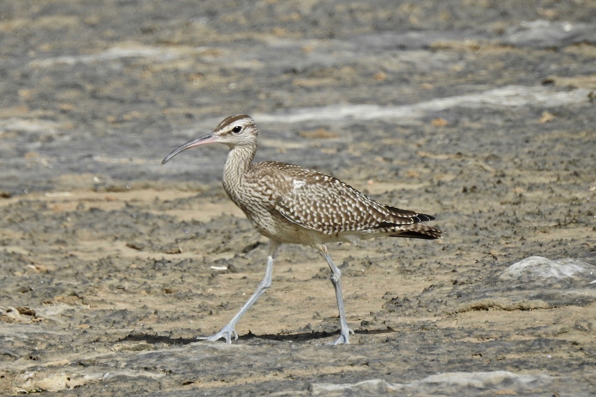 Whimbrel - Michael Daley