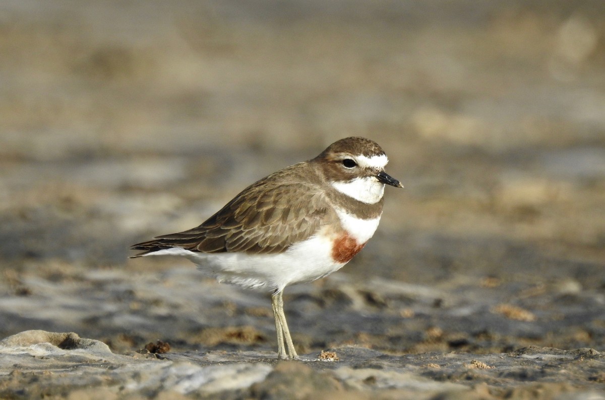 Double-banded Plover - ML175950451