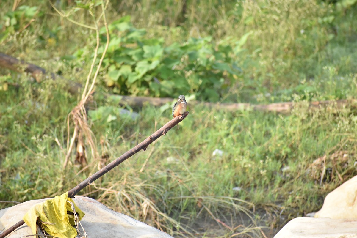 Common Kingfisher - Himanshu Chaudhary