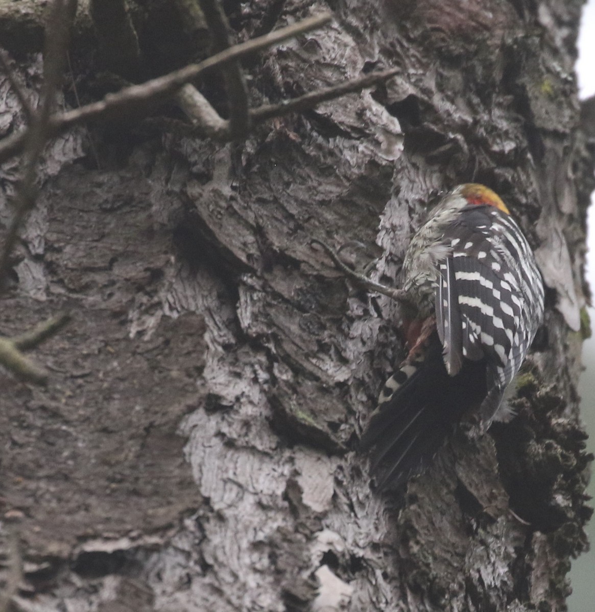 Brown-fronted Woodpecker - ML175955501