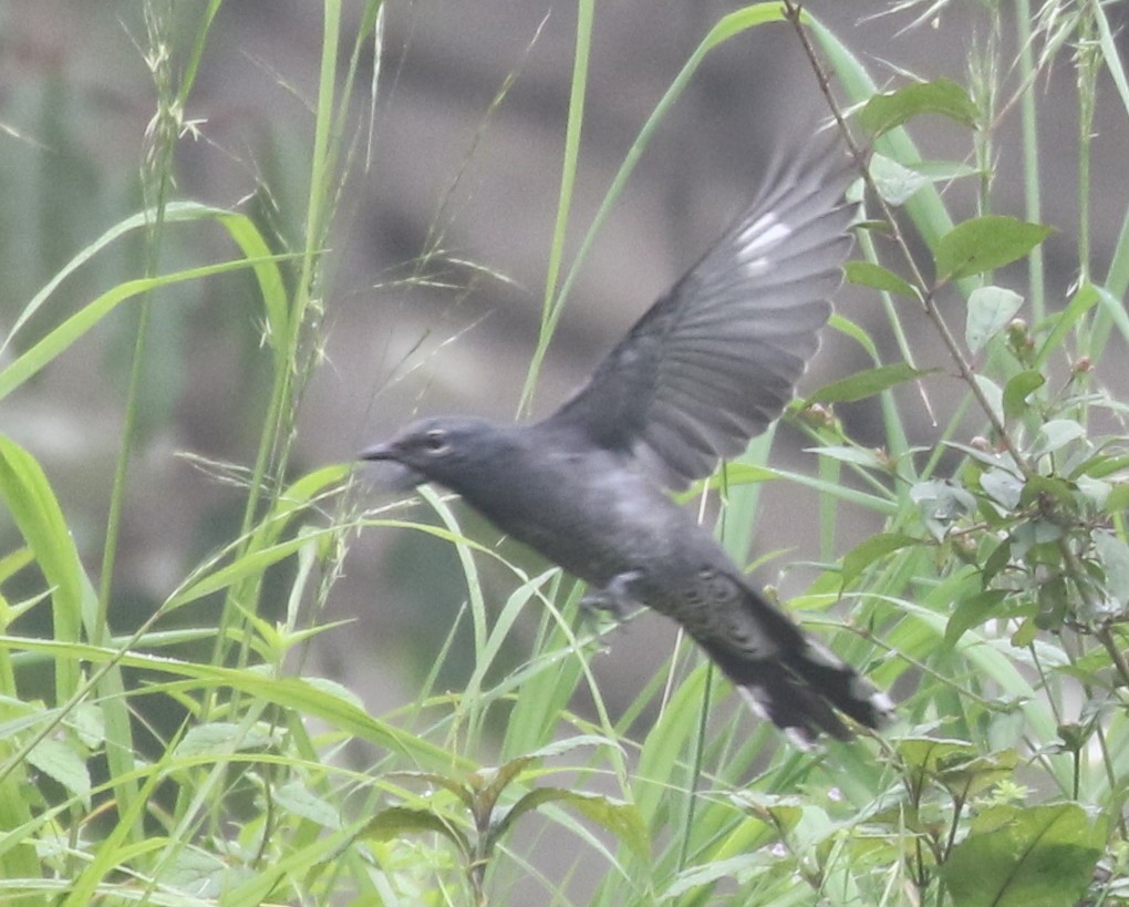 Black-winged Cuckooshrike - Vijaya Lakshmi