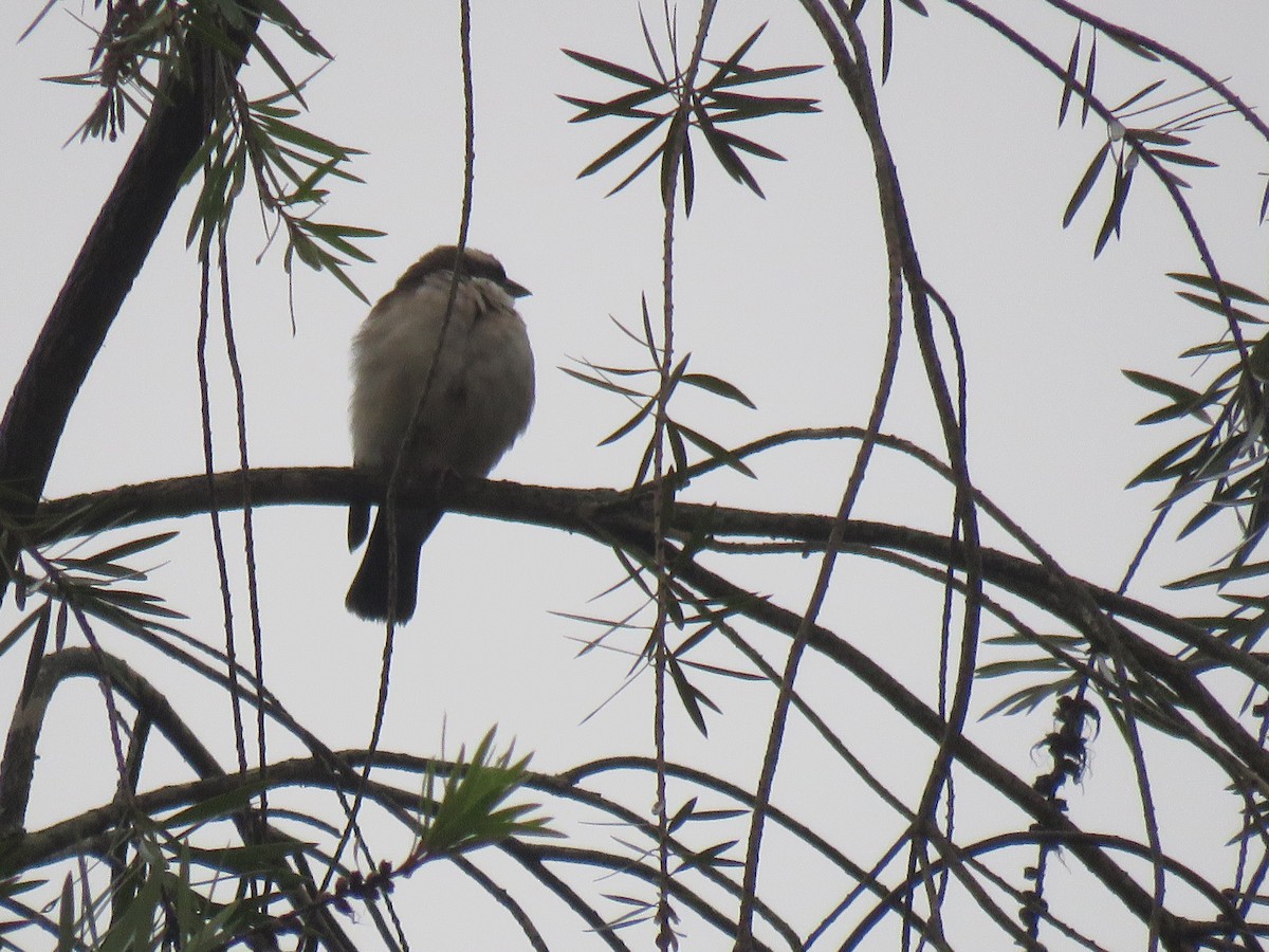 White-browed Sparrow-Weaver - Thomas Brooks