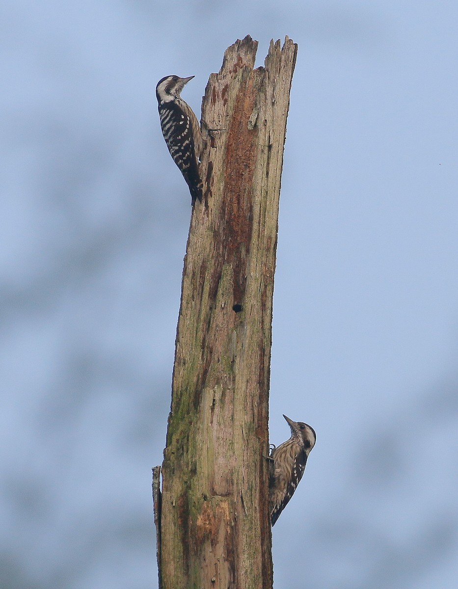 Sunda Pygmy Woodpecker - ML175957671