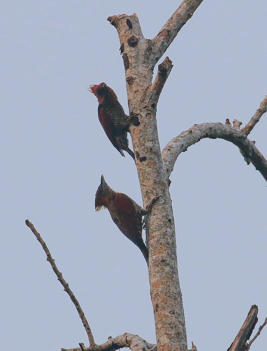 Banded Woodpecker - Neoh Hor Kee