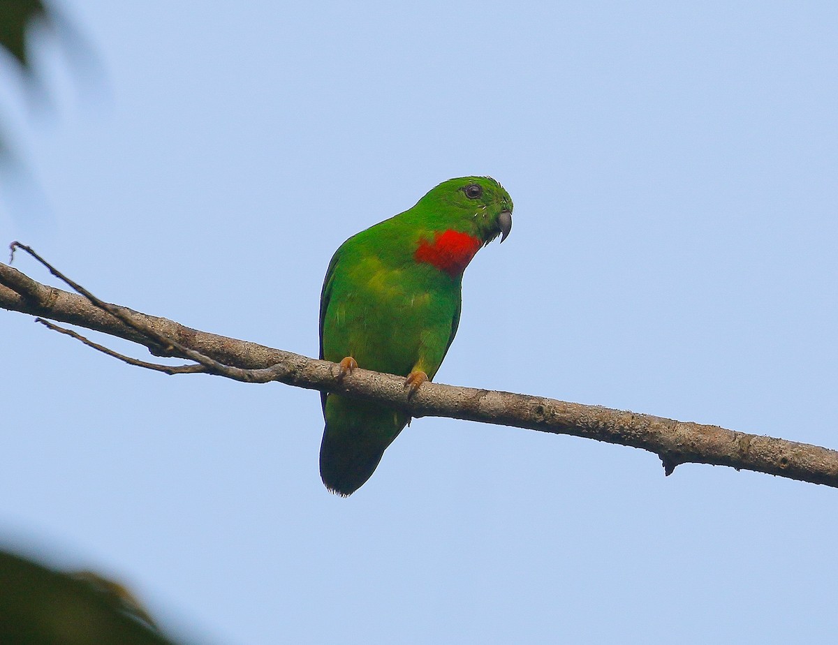 Blue-crowned Hanging-Parrot - ML175957751