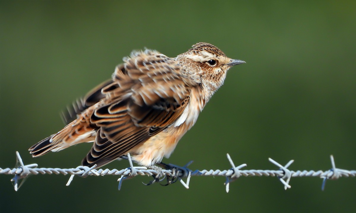 Whinchat - ML175957971
