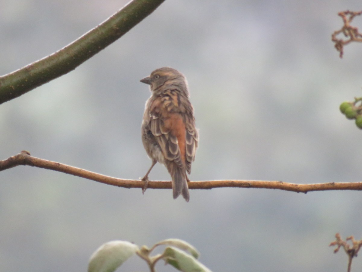 Kenya Rufous Sparrow - Thomas Brooks