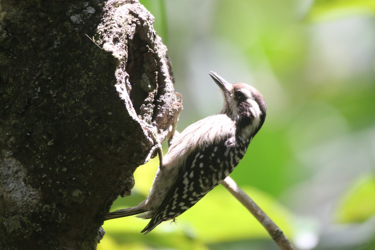Sunda Pygmy Woodpecker - Yovie Jehabut