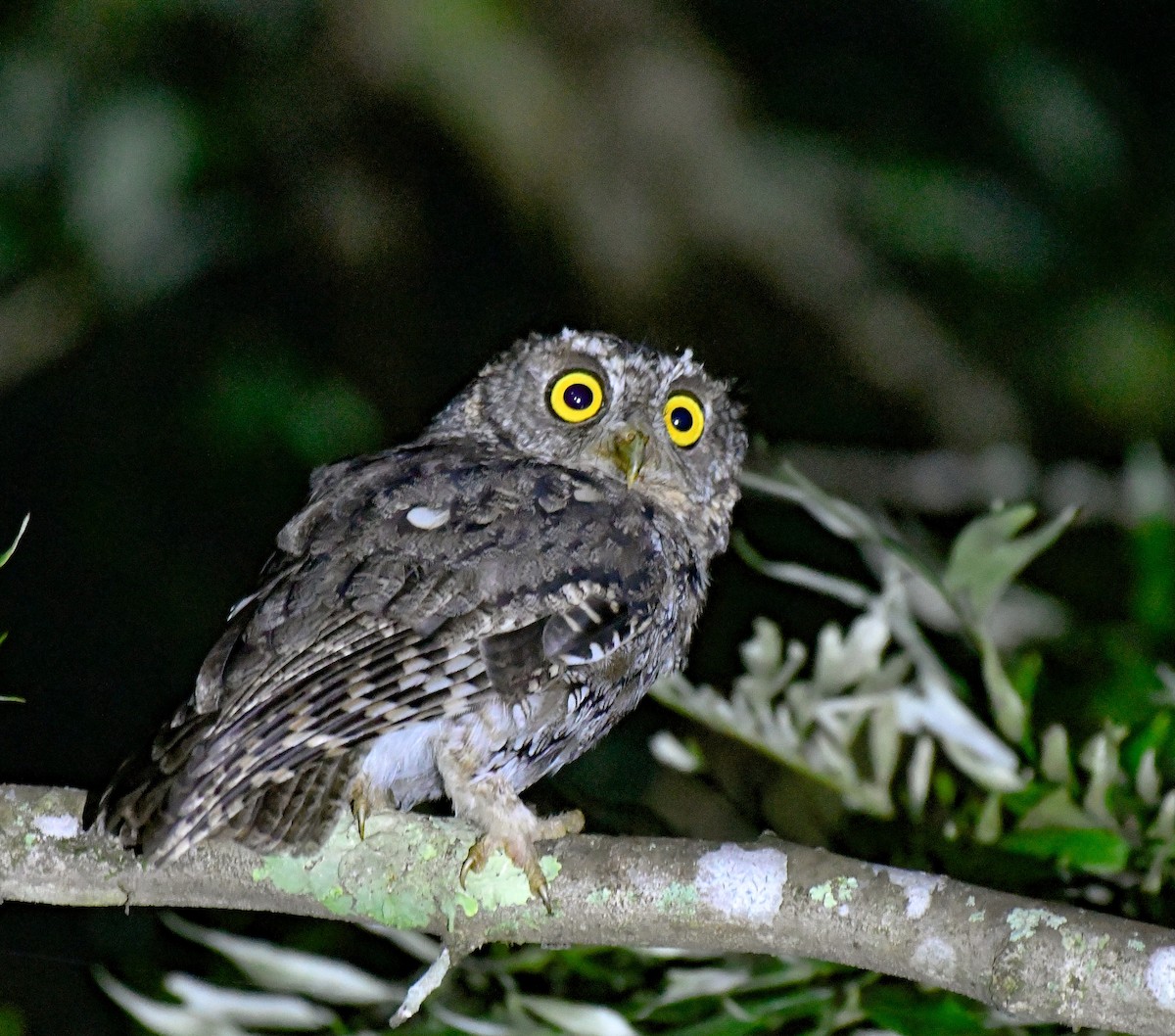 Whiskered Screech-Owl - Juan Pablo Ligorria