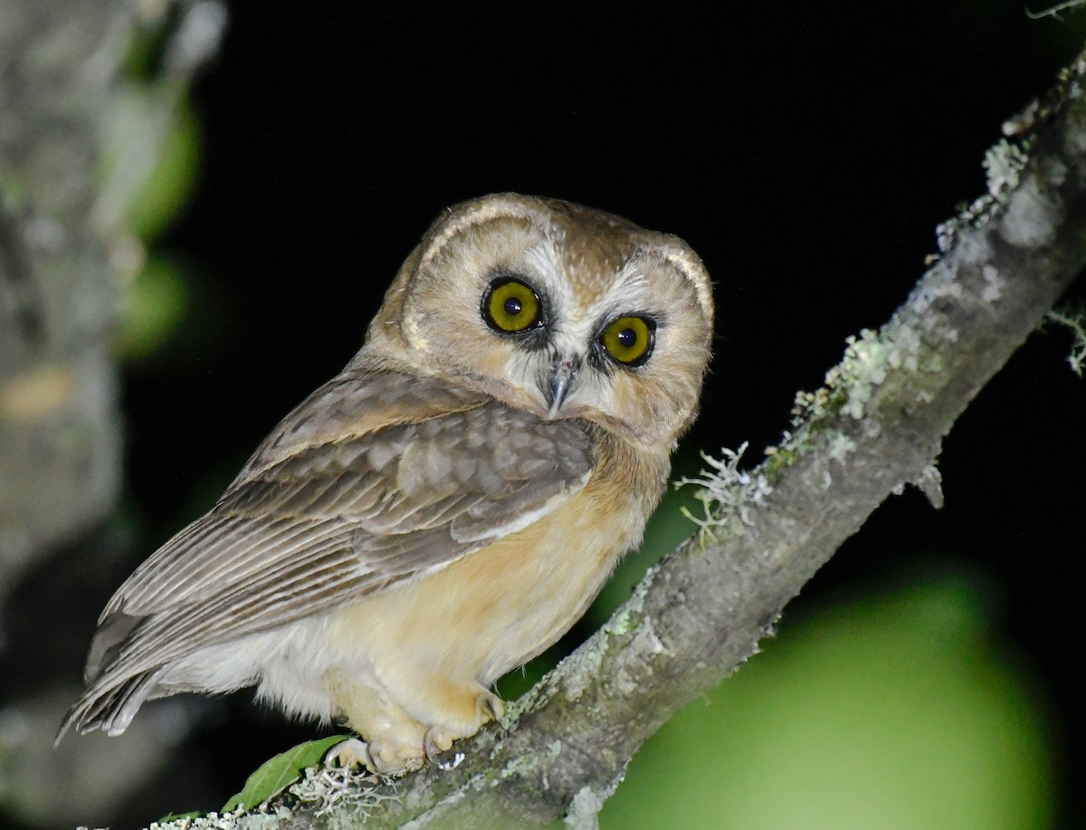 Unspotted Saw-whet Owl - Juan Pablo Ligorria