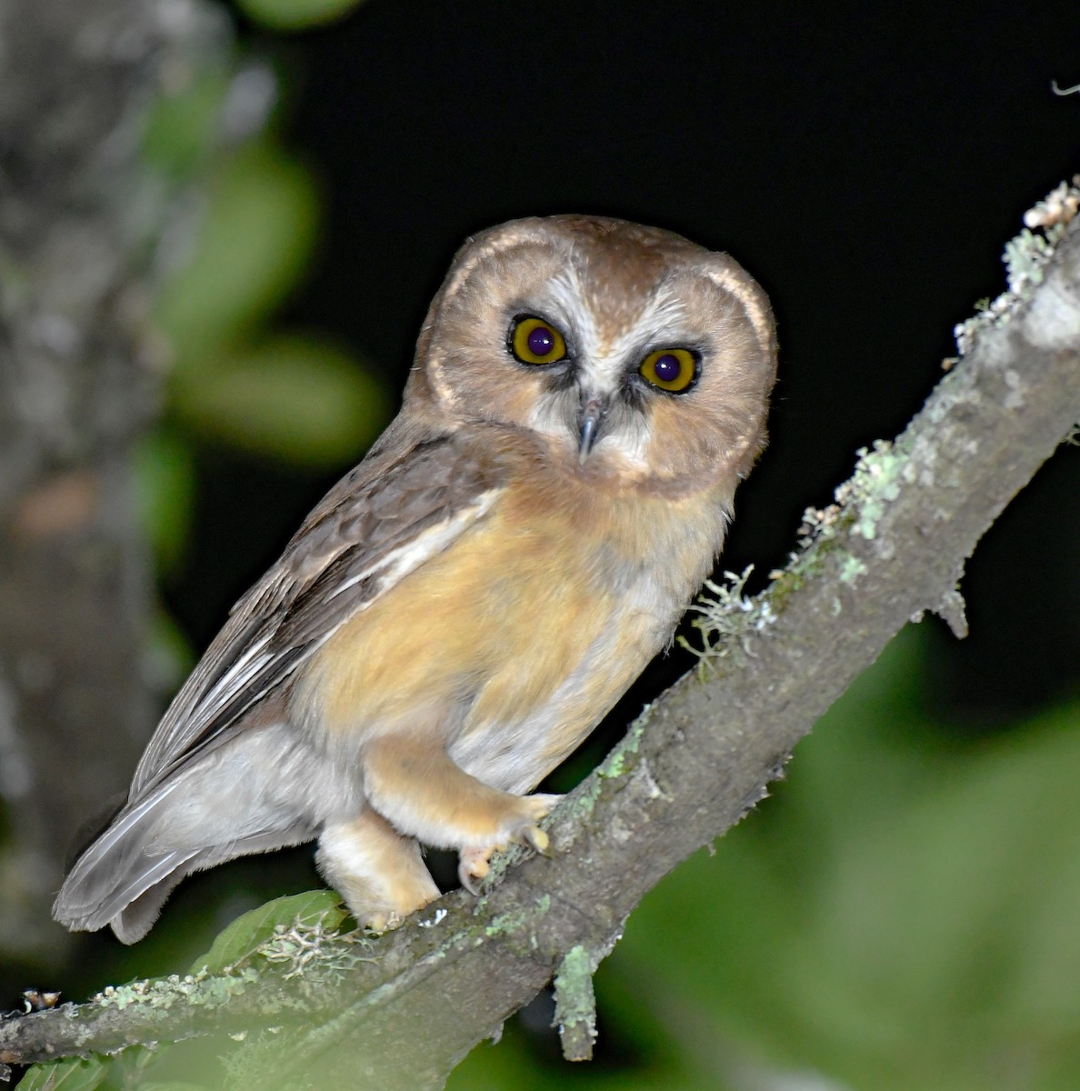 Unspotted Saw-whet Owl - ML175964701