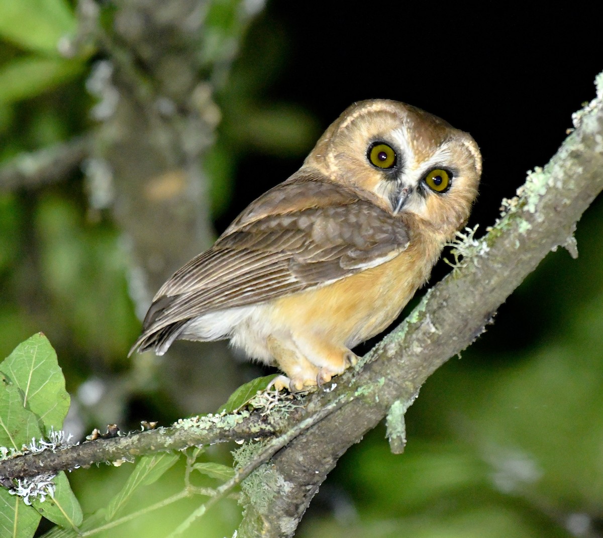Unspotted Saw-whet Owl - ML175964721