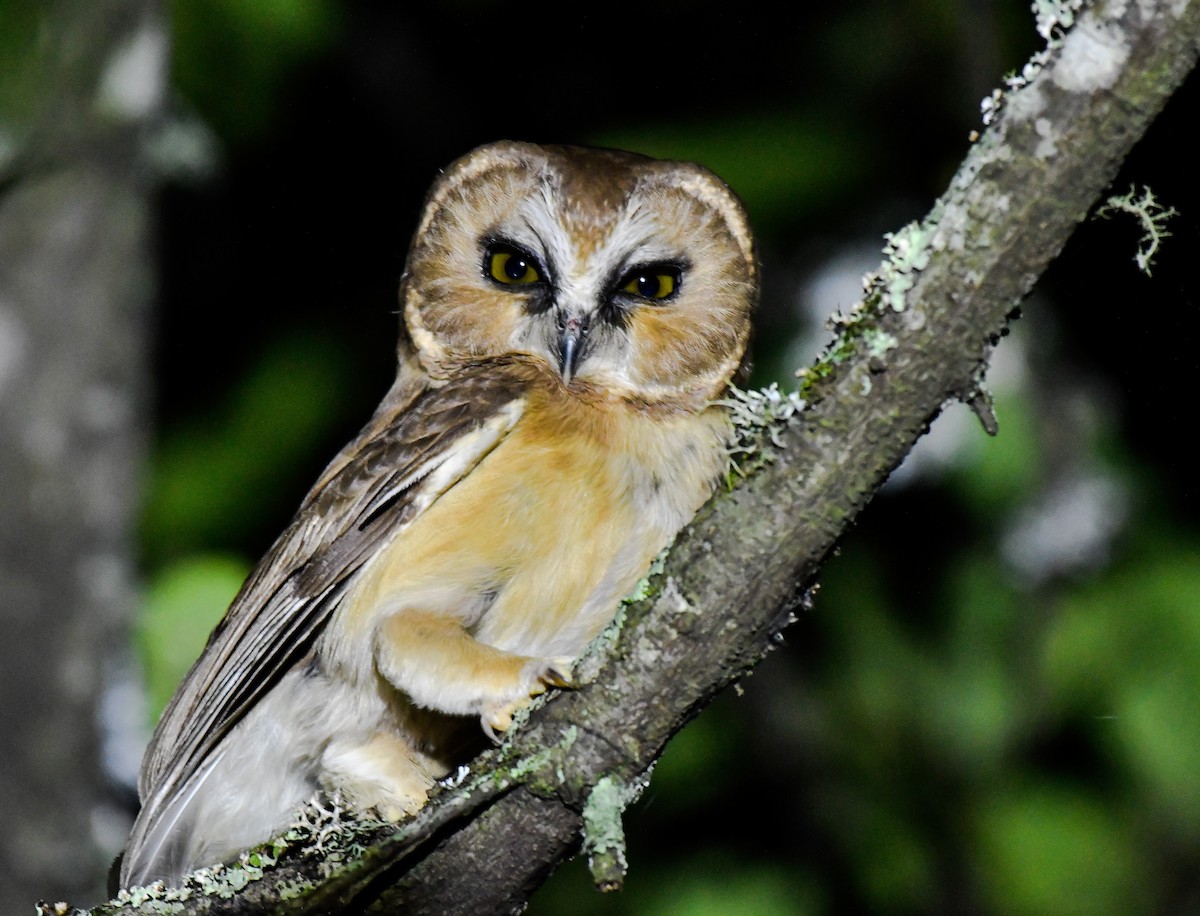 Unspotted Saw-whet Owl - ML175964741