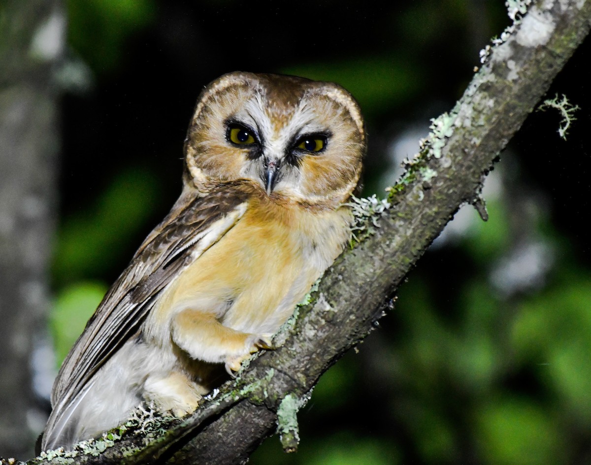 Unspotted Saw-whet Owl - ML175964751