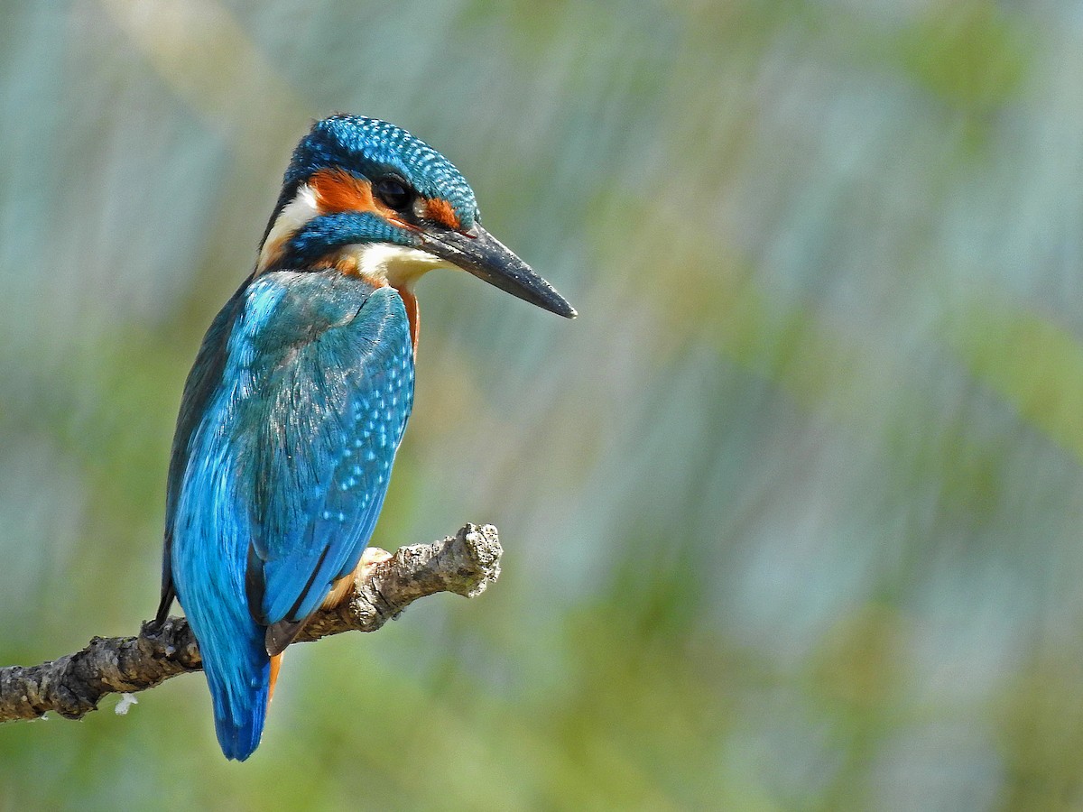 Common Kingfisher - Javier Robres