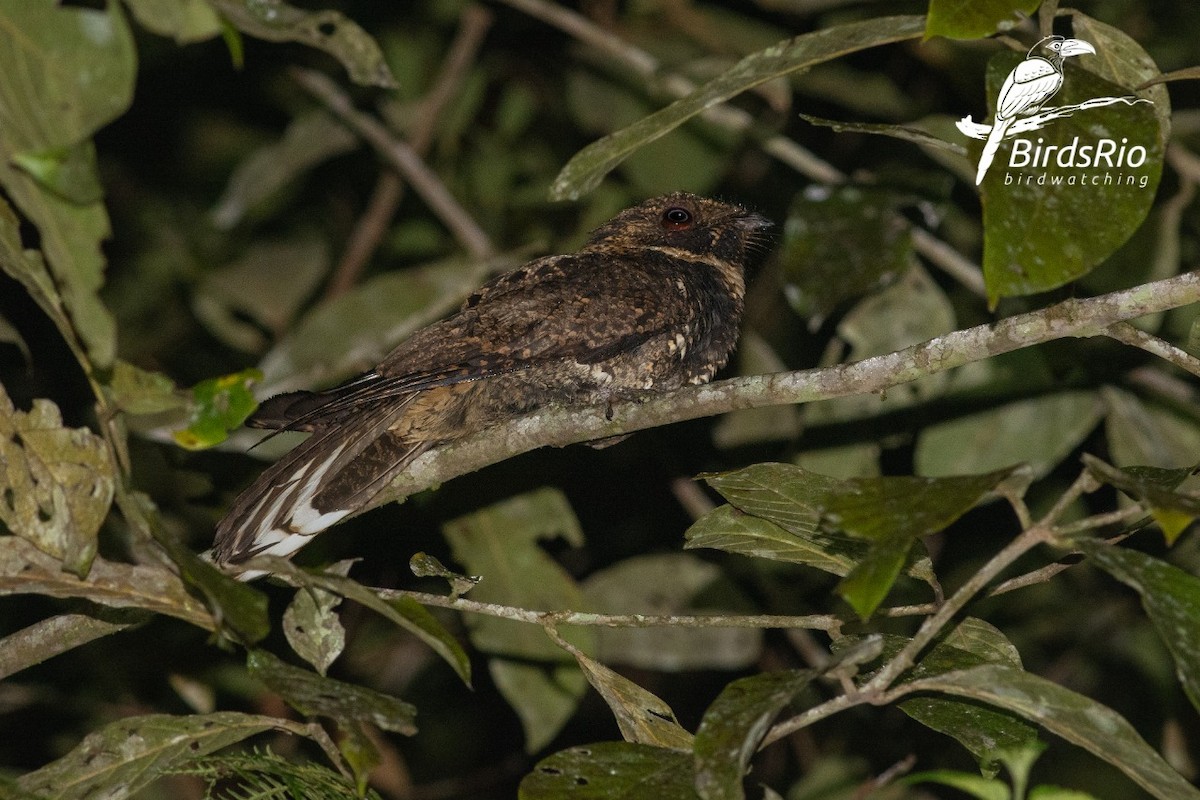 Silky-tailed Nightjar - Hudson - BirdsRio