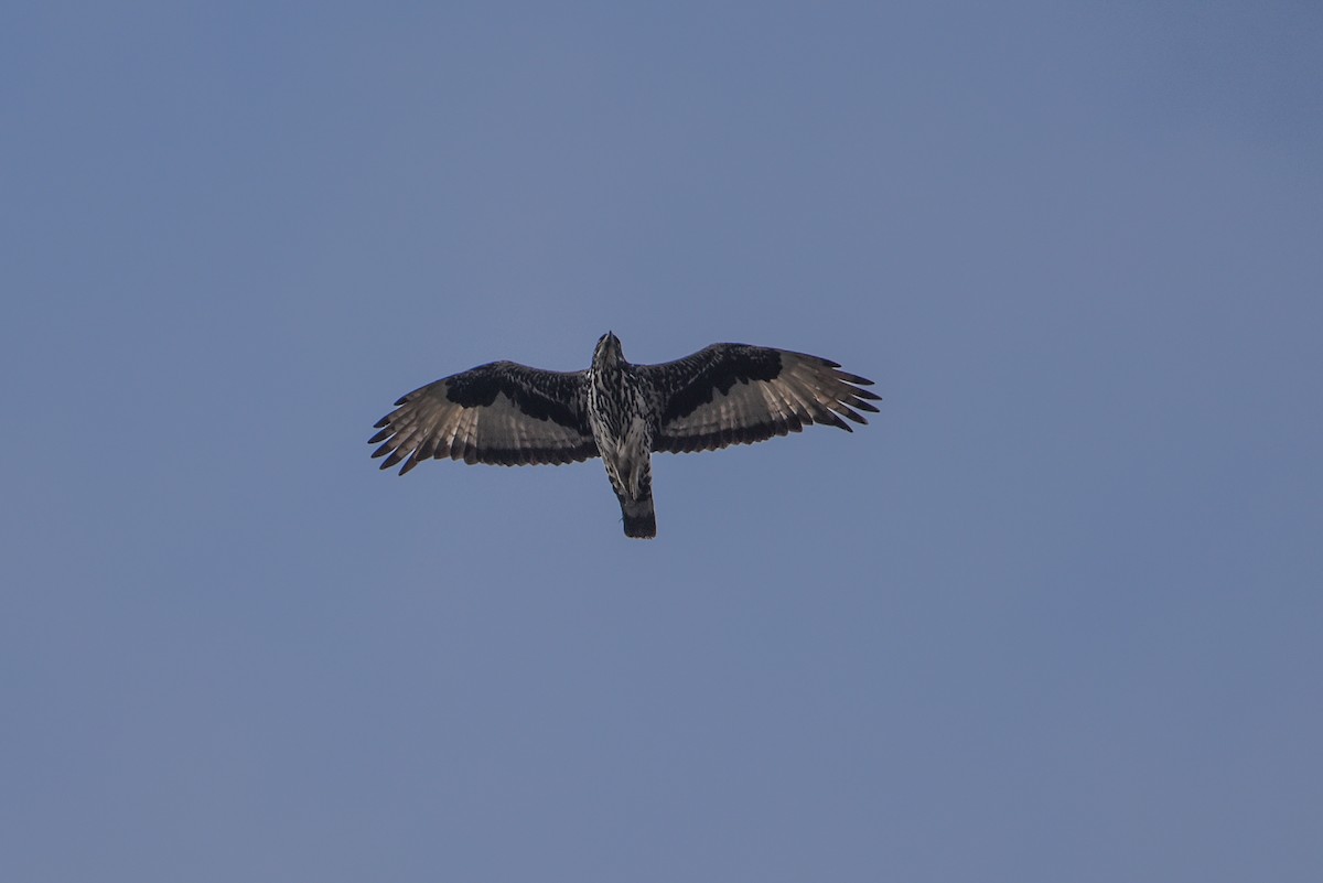 African Hawk-Eagle - ML175968841