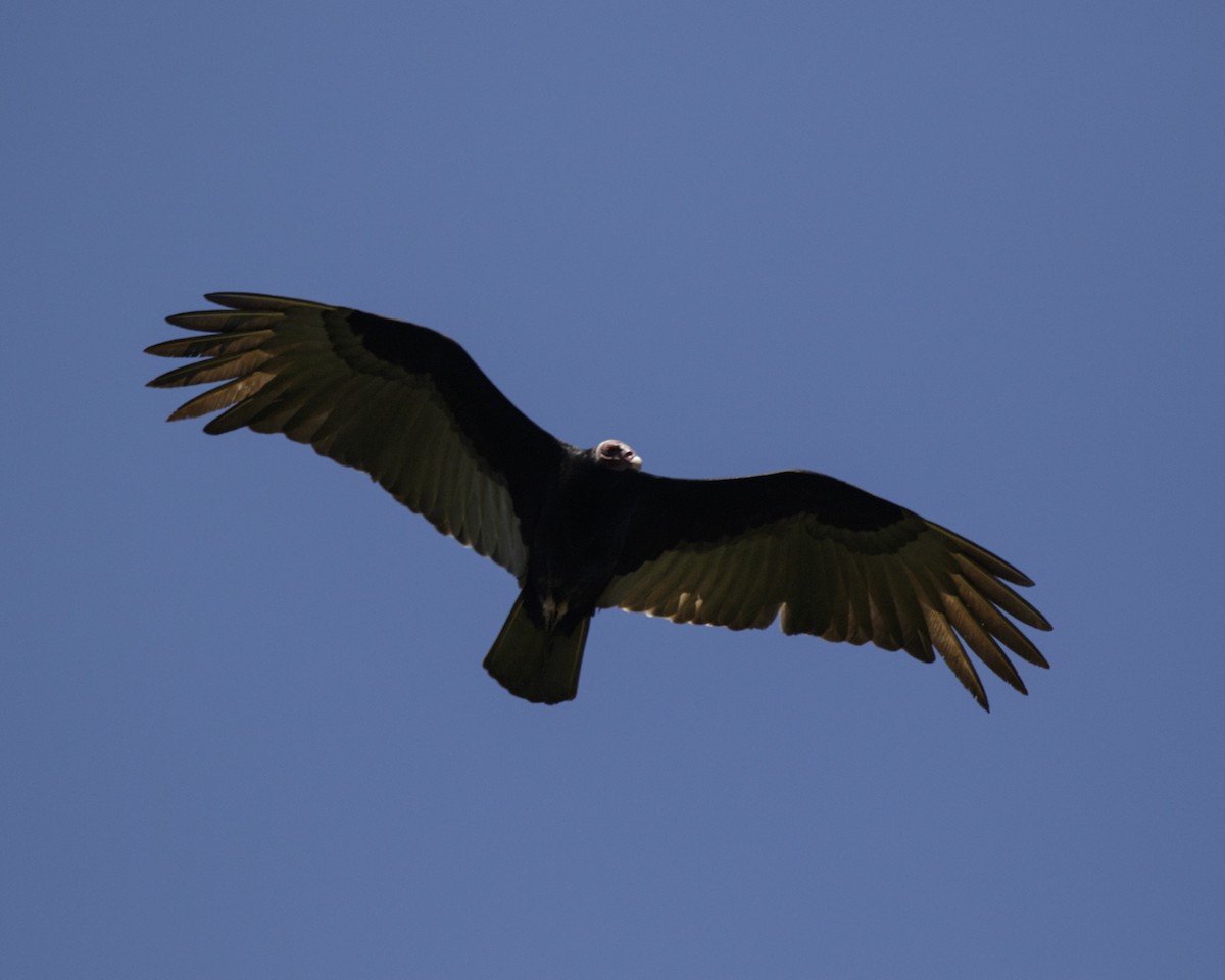 Turkey Vulture - Silvia Faustino Linhares