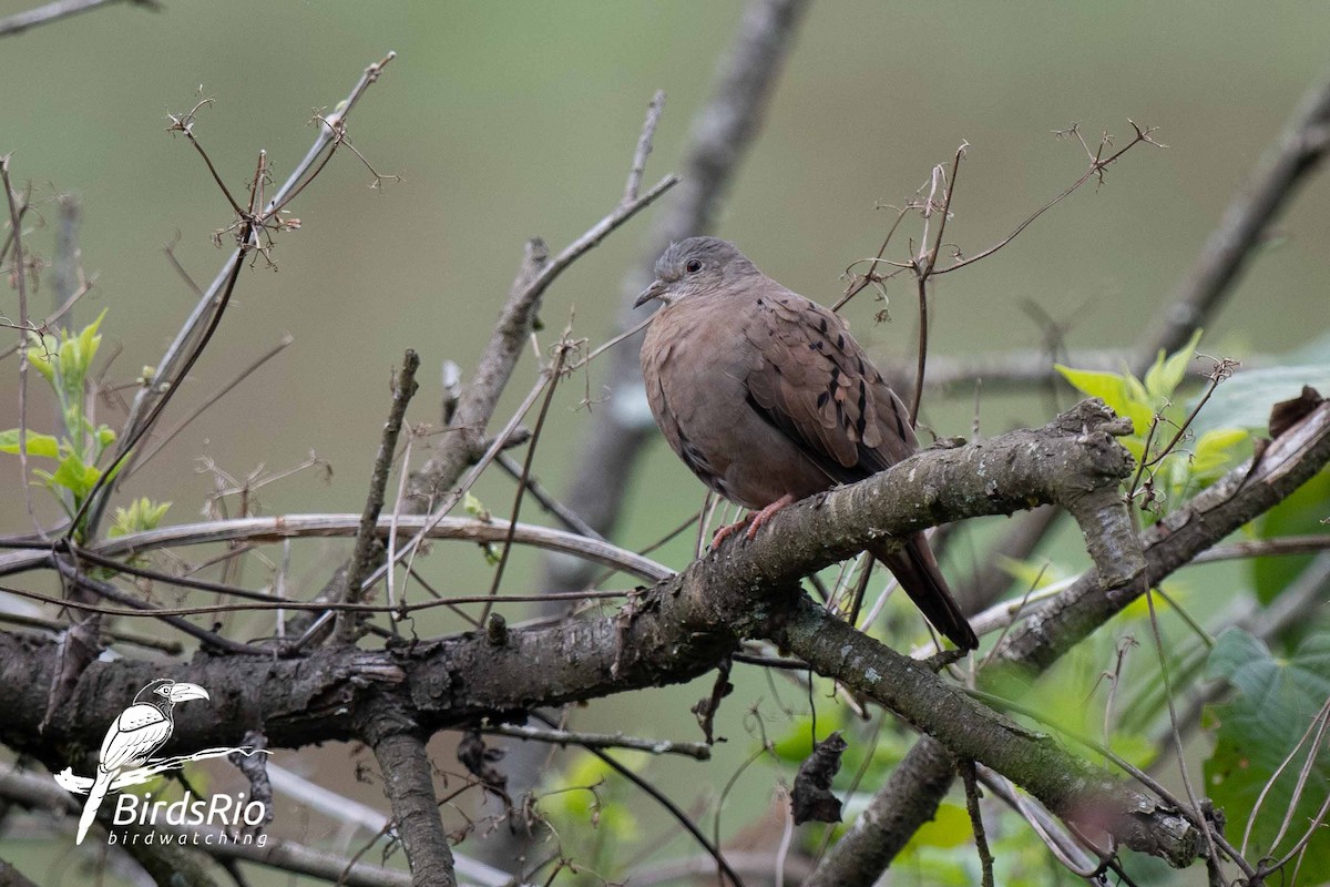 Ruddy Ground Dove - Hudson - BirdsRio