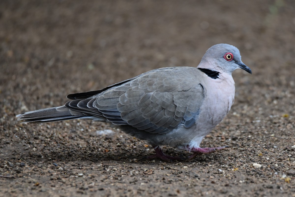 Mourning Collared-Dove - ML175973911