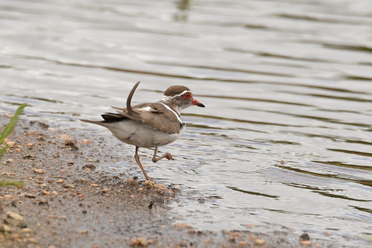 Three-banded Plover - ML175977101