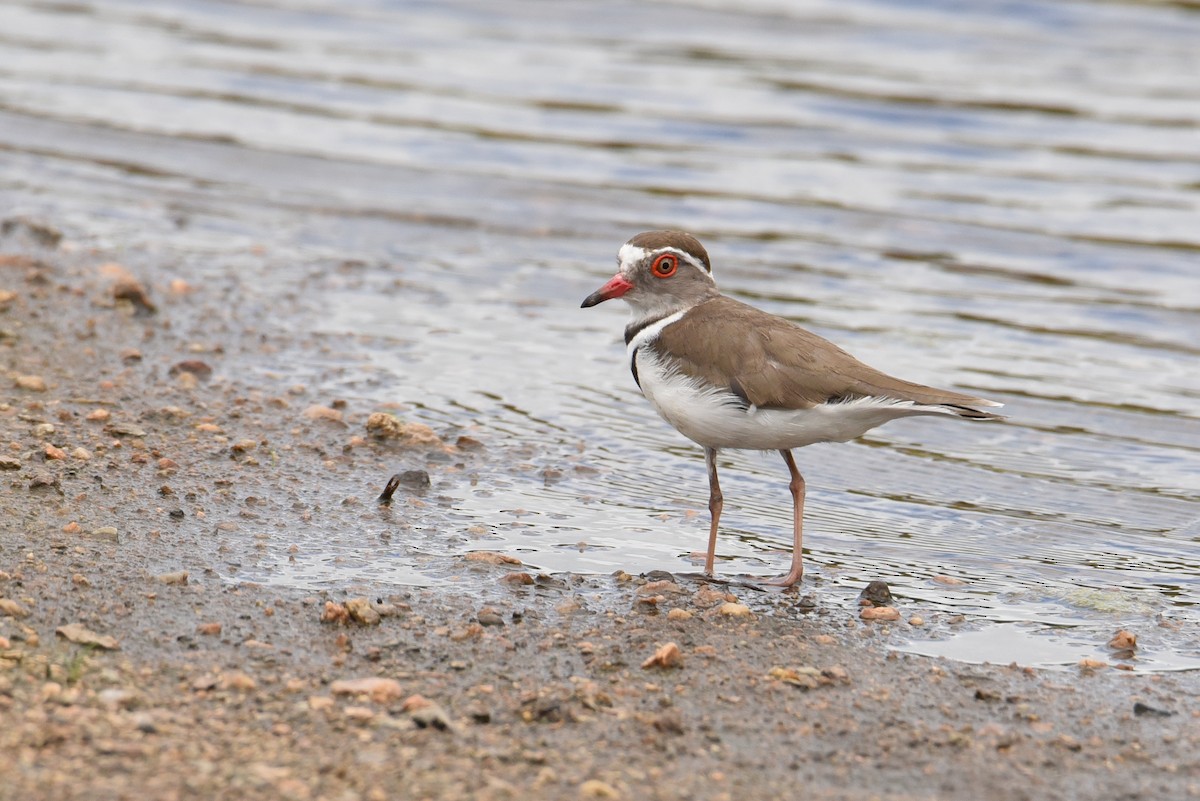 Three-banded Plover - ML175977111