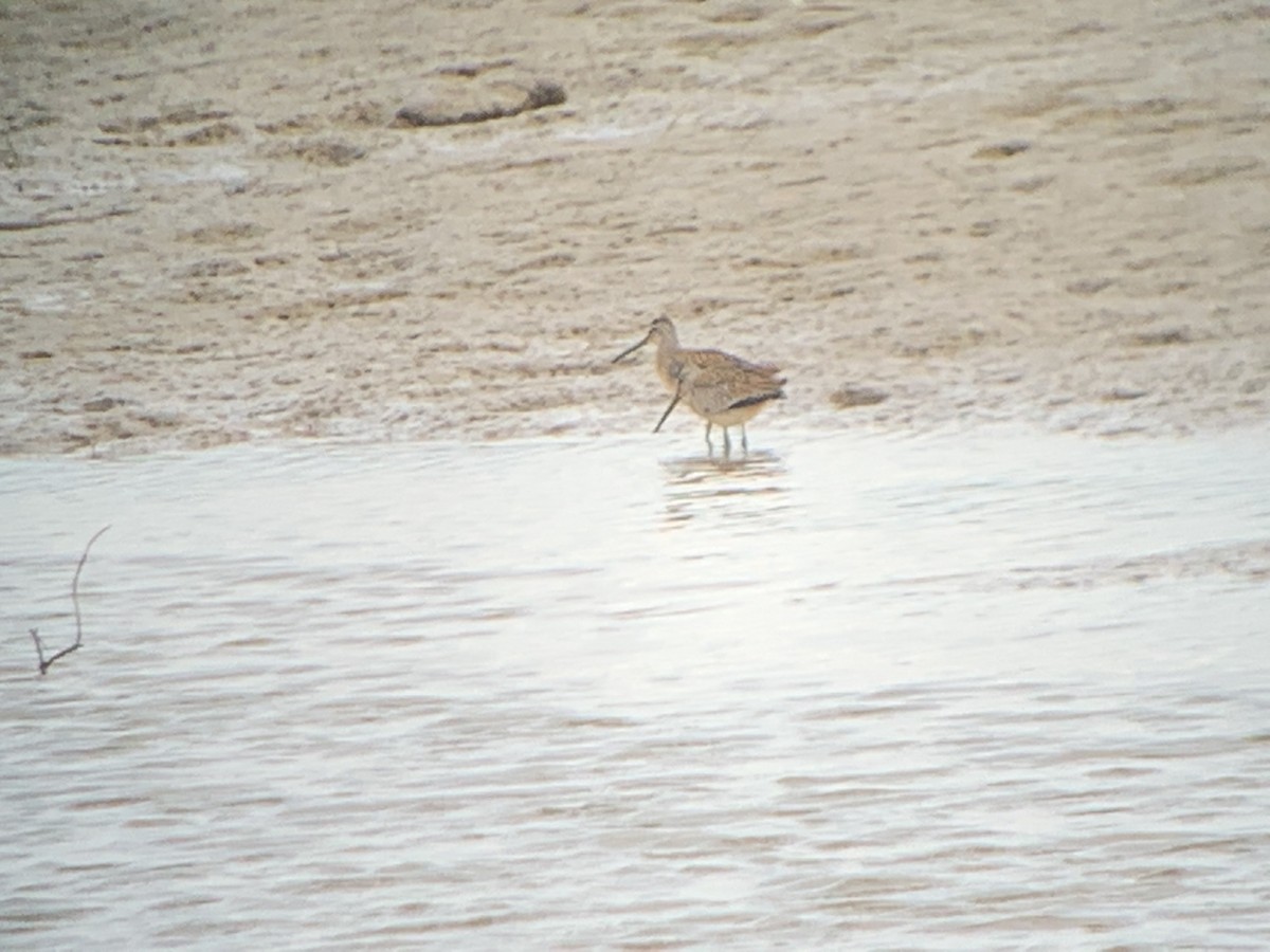 Long-billed Dowitcher - ML175980741