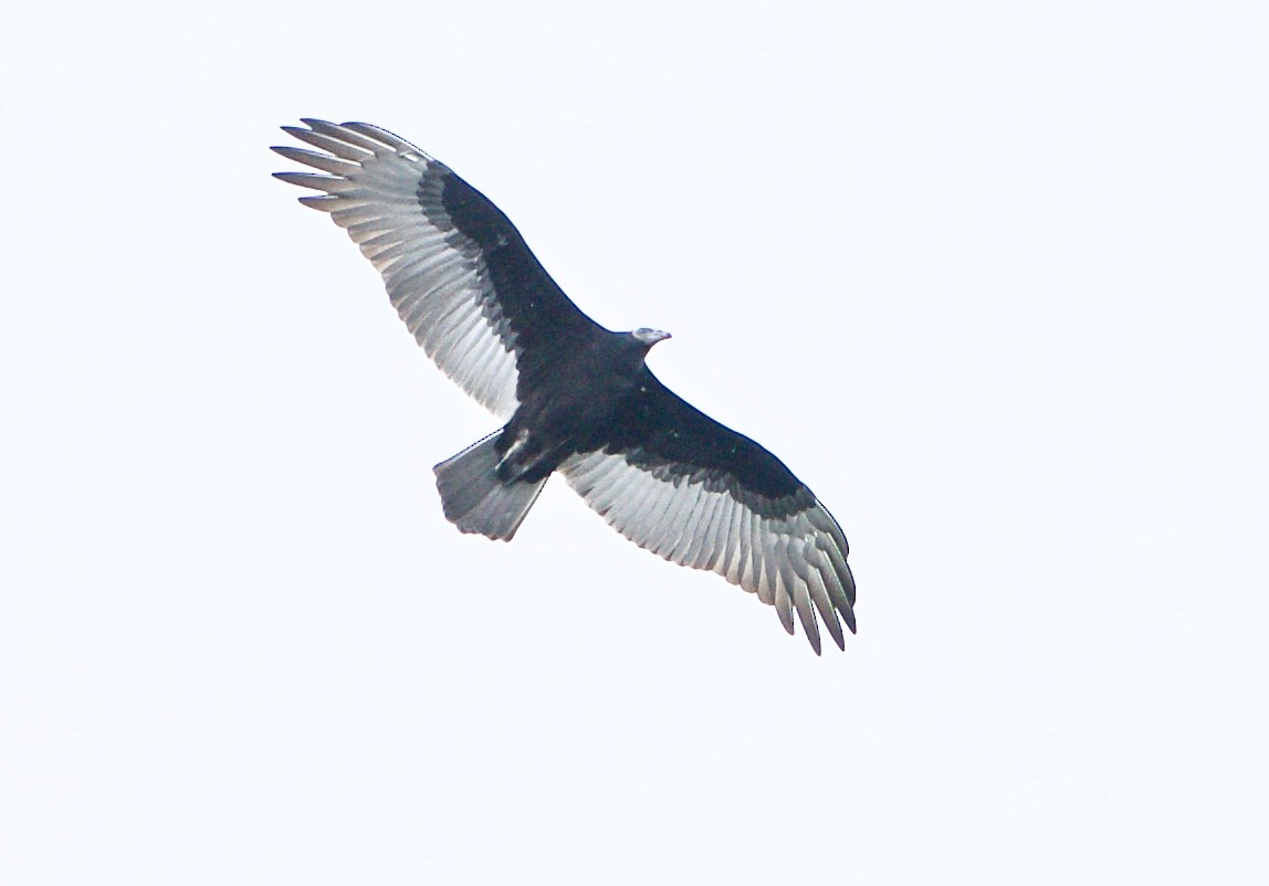 Turkey Vulture - ML175980921
